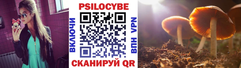 Купить где  Десногорск  Псилоцибиновые грибы GOLDEN TEACHER 